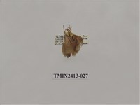 藏品(中銀紋刺蛾)的圖片